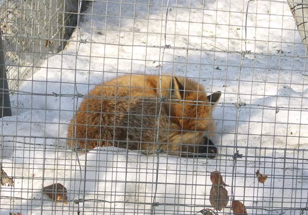 Red fox curled on snow behind wire fence in an enclosure