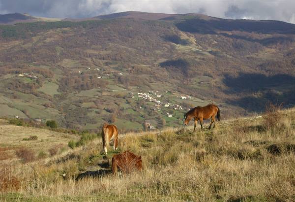 Horses grazing on grassy hills, village and wooded mountains in the background
