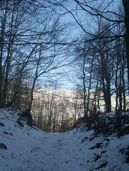 Snowy path between bare trees and rocks, blue sky