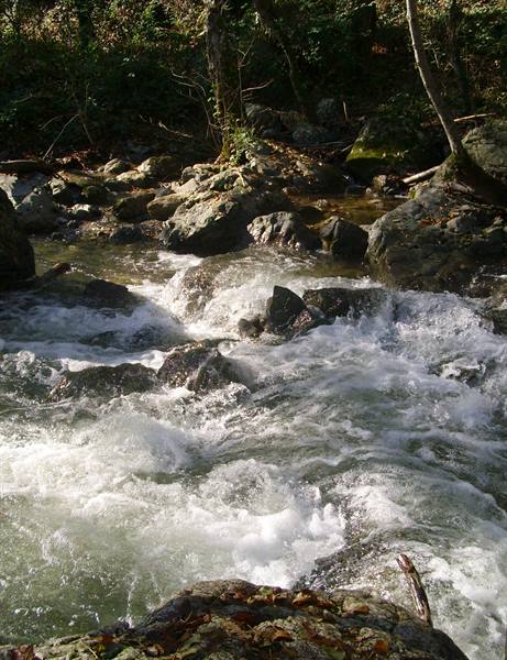 Foamy stream rushing over mossy rocks in a sunlit woodland