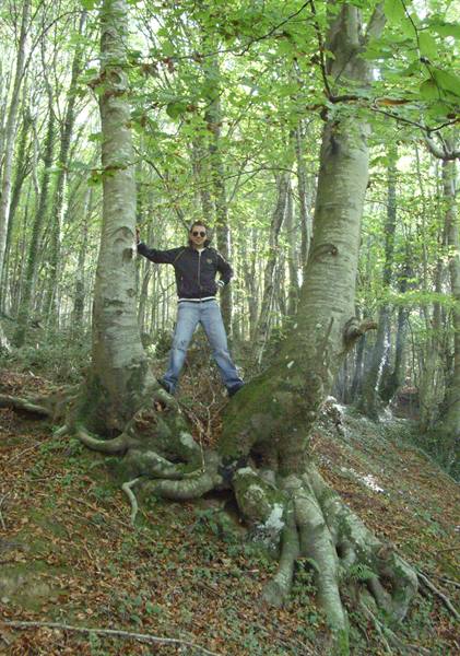 Man in dark jacket among beech trees, mossy roots and green leaves