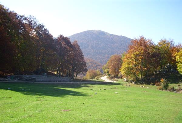 Green meadow with autumn trees and mountain behind, dirt road