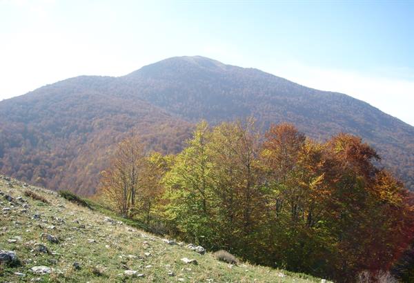 Forested mountain in autumn above a rocky meadow with colorful beech trees