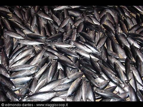 Fish at the market of Male