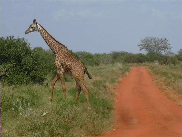 A giraffe crosses the bush beside a red dirt road