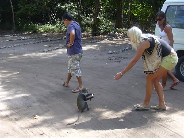 Blonde tourist offers food to a monkey on a sunny dirt road