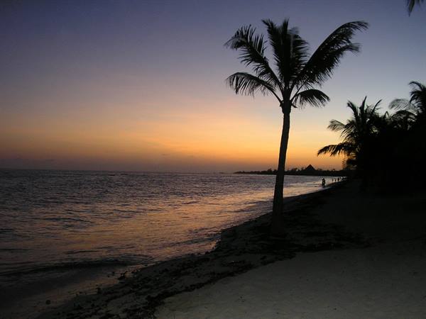 Palm Tree Silhouette on the Beach at Dusk