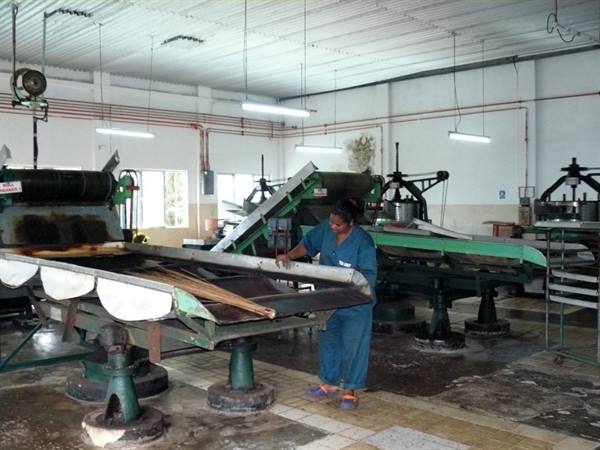 Tea Factory
