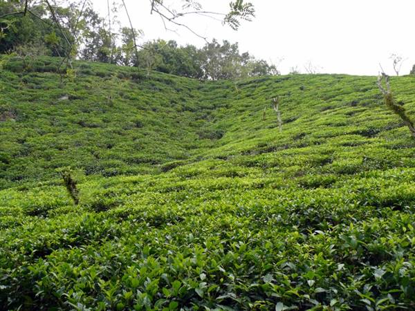 Tea plantations