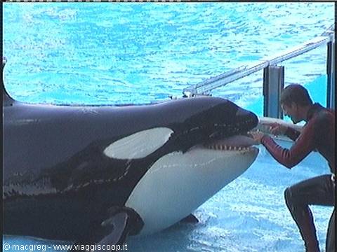 Sea World