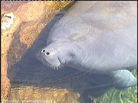 Sea World, manatee