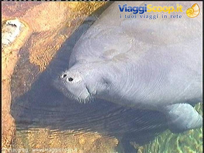Sea World, manatee