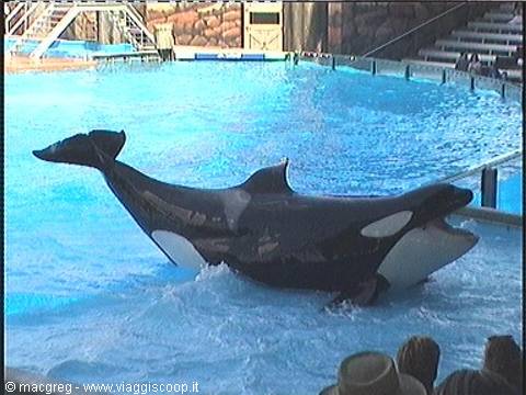 Sea World