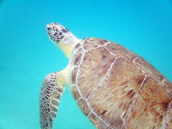 Underwater