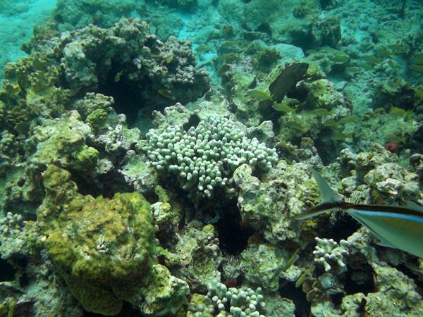 Underwater