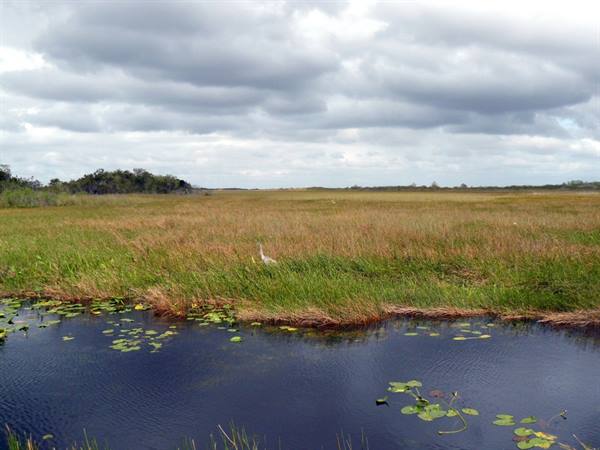 Everglades