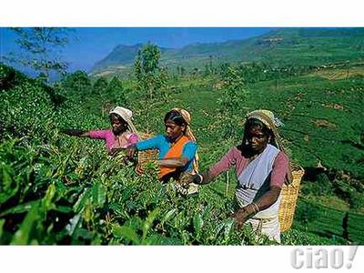 Tea plantations (image taken from the web)