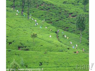 Tea plantations (image taken from the web)