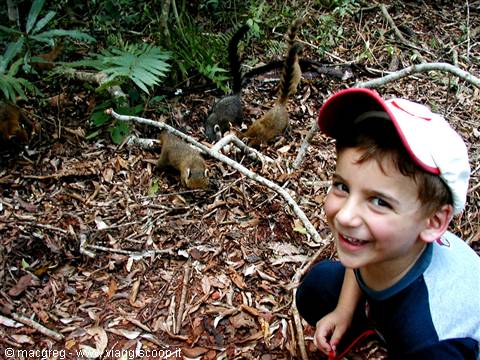 Coatis