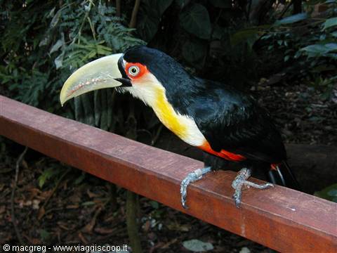 Red-breasted toucan with pale beak perched on a wooden railing