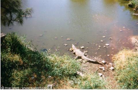Crocodile on the muddy bank of a pond, among dry grass and rocks