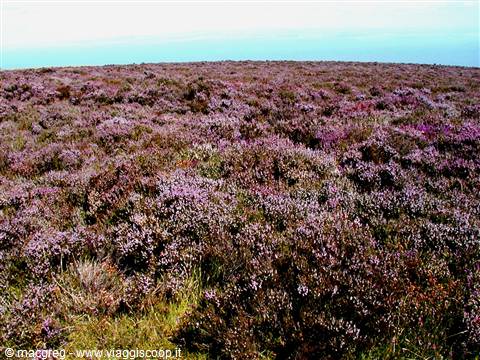 Exmoor NP, heather meadows