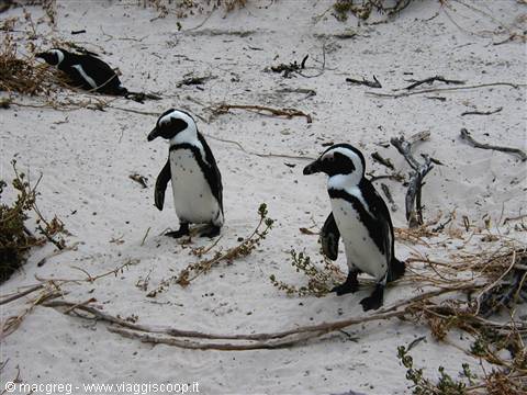 Boulders Beach, penguin colony