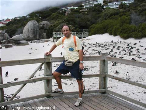 Boulders Beach, penguin colony