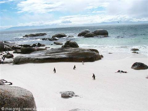 Boulders Beach, penguin colony