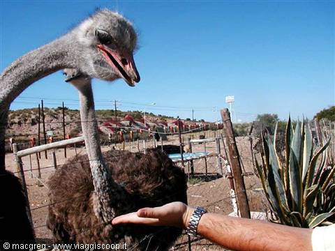 Oudtshoorn, ostrich farm