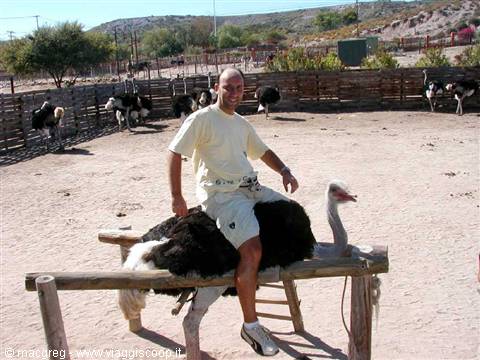 Oudtshoorn, ostrich farm