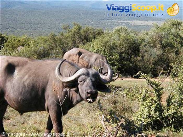 Addo NP