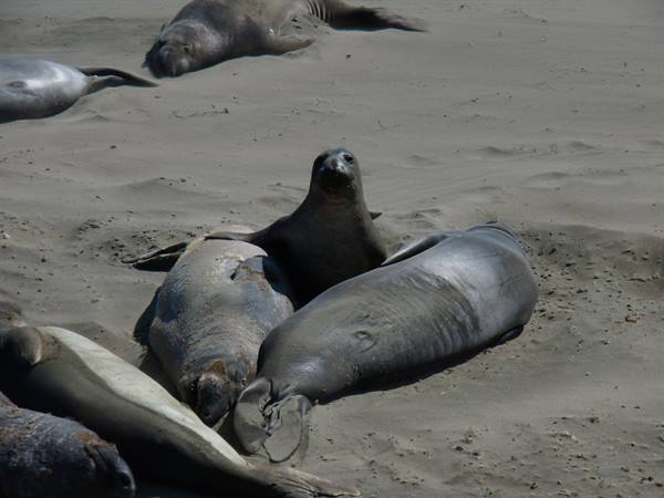 Piedras Blancas