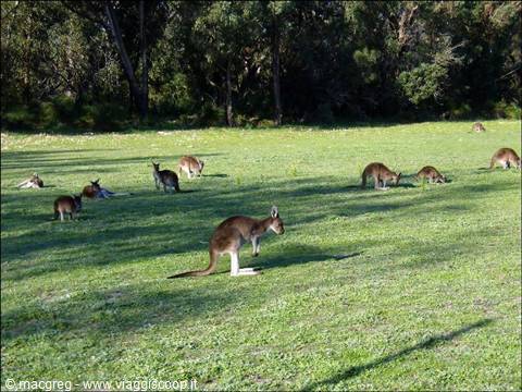 Yanchep