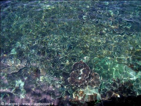 Brown corals visible under clear green water, lit by sunlight