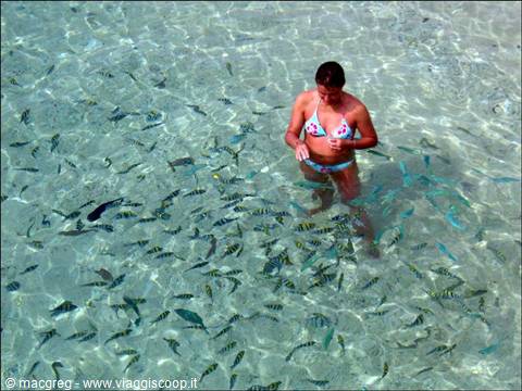 Woman in bikini among tropical fish in shallow clear water