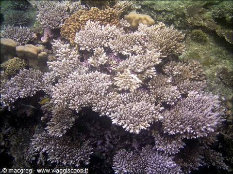 White and purple branching corals underwater, filtered light over the reef