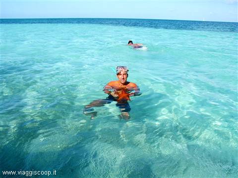 Saona Island, starfish