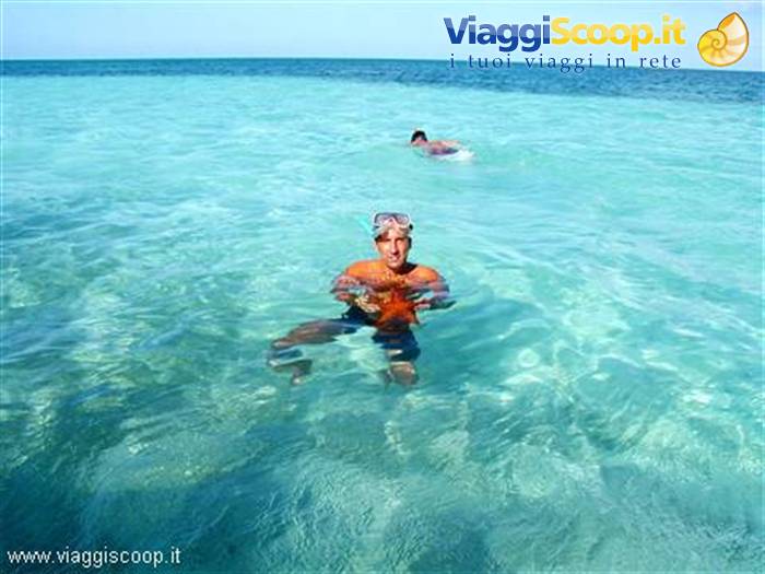 Saona Island, starfish