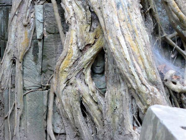 Giant tree roots engulf a carved stone face in the ruins of Ta Prohm