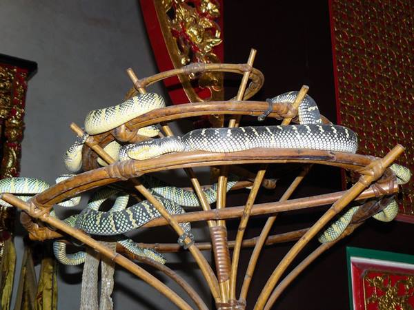 Green and black snakes coiled on a bamboo structure inside a temple
