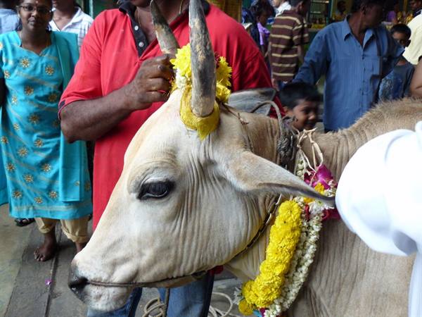 White ox adorned with yellow flower garlands among crowd at a temple