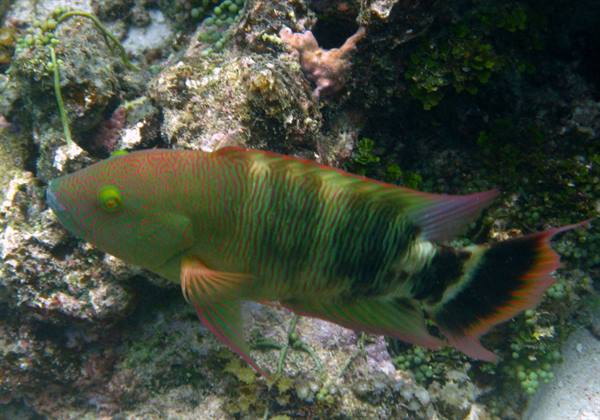 Red-breasted wrasse with green stripes swims among algae-covered rocks