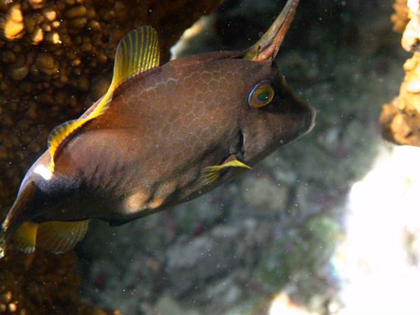 Horned filefish swims among coral rocks in sunlit water