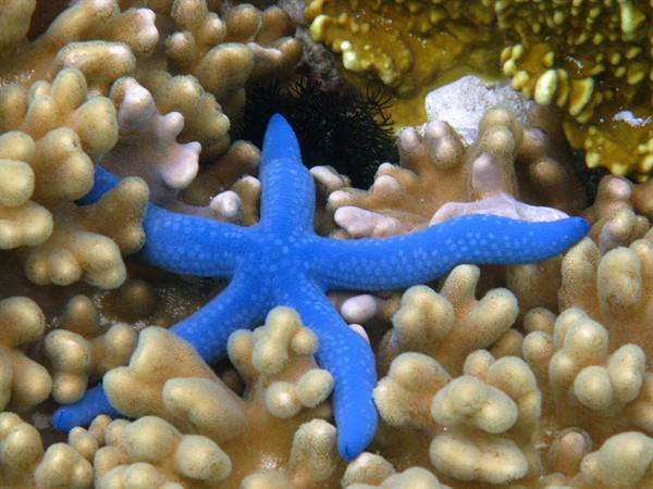 Blue starfish resting on beige corals near black sea urchins