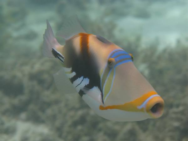 Striped triggerfish swimming over coral in clear blue water