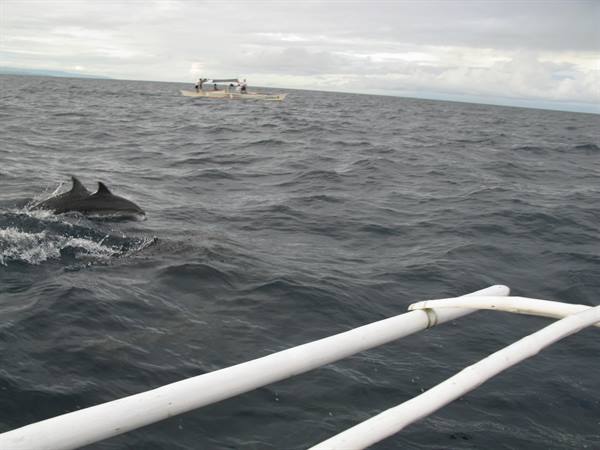 Dolphin surfacing beside our boat, in open sea under cloudy sky