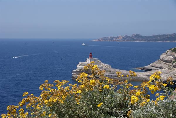 Yellow flowers in front of Bonifacio lighthouse on the blue sea