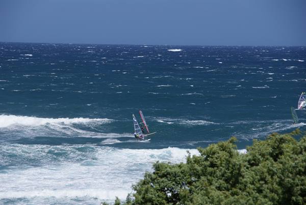 Windsurfers riding choppy blue waves, green bushes in the foreground