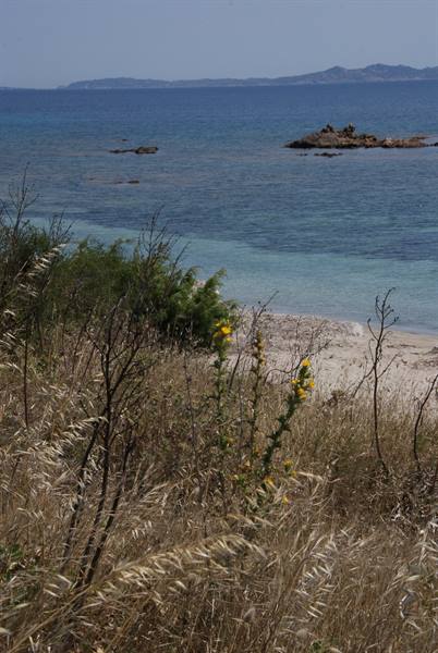 Dry grass and yellow flowers by the sandy beach and turquoise sea